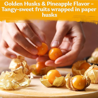 KVITER 650 Aunt Molly Ground Cherry Seeds for Planting (Physalis pruinosa) – Non GMO & Heirloom Pineapple Ground Husk Cherry Tomatoes, Organic Fruit Seeds – Tropical Flavor Berries