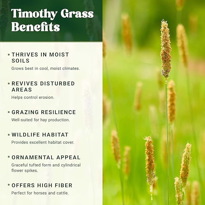 Nature’s Seed Timothy Pasture Grass Seed for Horse, Equine, Forage and Hay, Cool-Season Perennial, 5 Lbs