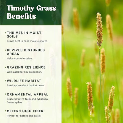 Nature’s Seed Timothy Pasture Grass Seed for Horse, Equine, Forage and Hay, Cool-Season Perennial, 5 Lbs