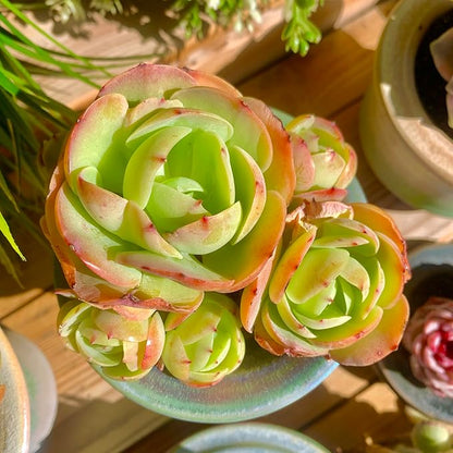 FWPP Live Succulents Plants Echeveria Peach Pride 3 inches,Rare Succulents Bare Root Without Pot Soil, Live Plants Indoor Office Decoration Wedding and Gift