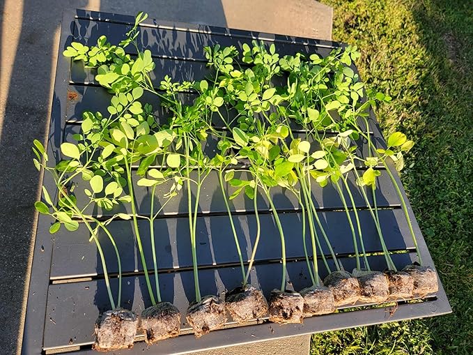 3 Moringa Plants with Free Moringa Seeds - Live Moringa Tree - Moringa Oleifera Plant - Moringa Tree - Drumstick Tree - Miracle Tree - Established Roots - Non-GMO - Organic - Moringa Plants - Herbs