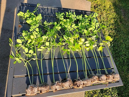 3 Moringa Plants with Free Moringa Seeds - Live Moringa Tree - Moringa Oleifera Plant - Moringa Tree - Drumstick Tree - Miracle Tree - Established Roots - Non-GMO - Organic - Moringa Plants - Herbs