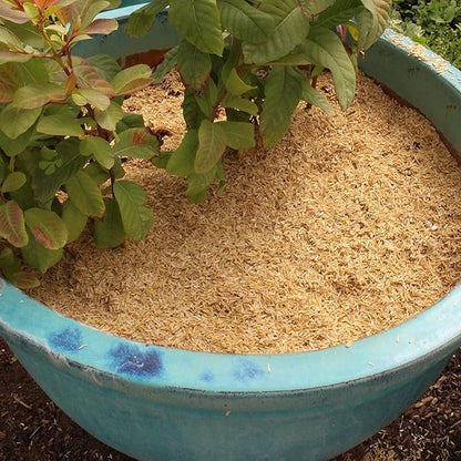 Enhance Plant Growth and Soil Health with Gardenera Horticultural Organic Rice Hulls - A Renewable and Biodegradable Solution - 2 QUARTS