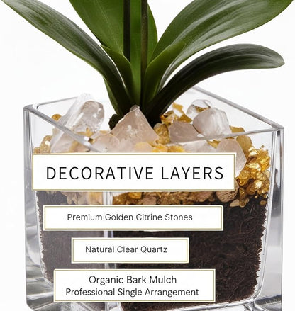 Premium Yellow Phalaenopsis Orchid Plant - Live Double Stem with Citrine Crystal - Indoor Flowering Houseplant Gift - Perfect for Birthday Anniversary