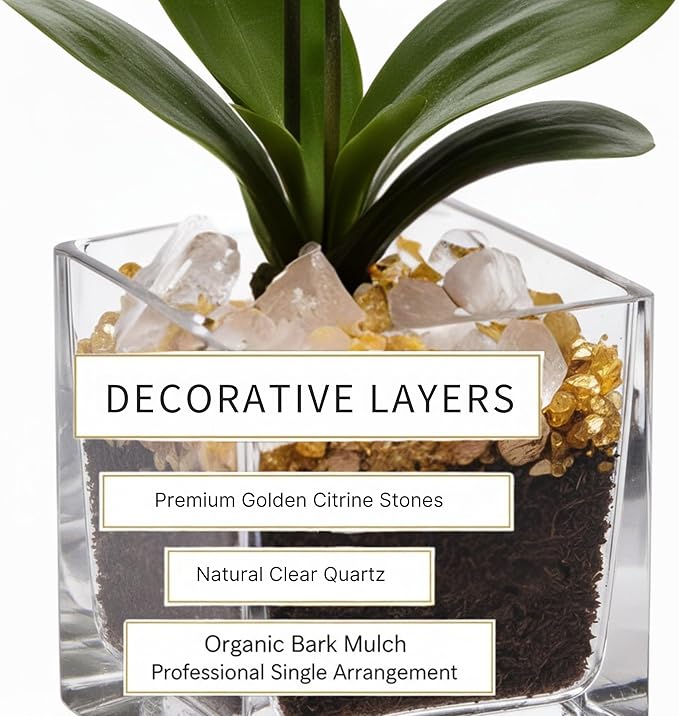 Live Yellow Double Stem Phalaenopsis Orchid Plant with Citrine Quartz - Premium Flowering Houseplant for Home Office Decor, Easy Care Live Plant