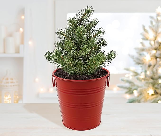 BUZZY Seeds All-in-One Spruce Tree Grow Kit Holiday Pail with Non-GMO Seeds, Growing Medium, Red Pail and Easy Instructions | Fun Indoor Gardening Project, Great Gift for Gardeners, Stockiing Stuffer