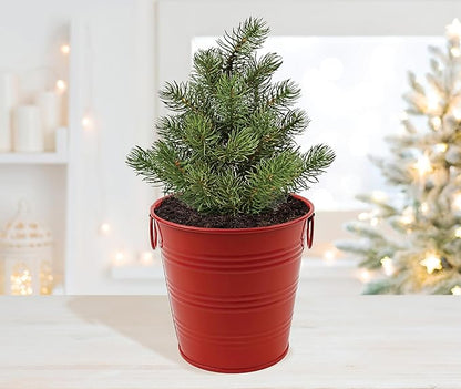 BUZZY Seeds All-in-One Spruce Tree Grow Kit Holiday Pail with Non-GMO Seeds, Growing Medium, Red Pail and Easy Instructions | Fun Indoor Gardening Project, Great Gift for Gardeners, Stockiing Stuffer