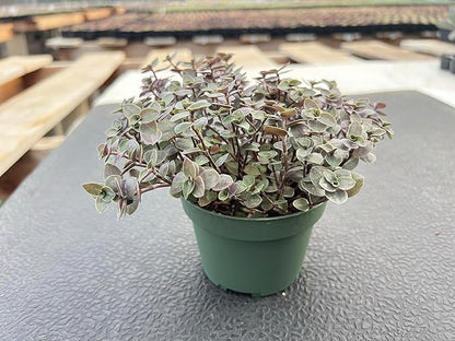 Sprout N Green Turtle Vine, Live Succulent Callisia Repens Sedum Fully Rooted in 4" Pot, House Plant Home Office Wedding Decoration DIY Projects Party Favor