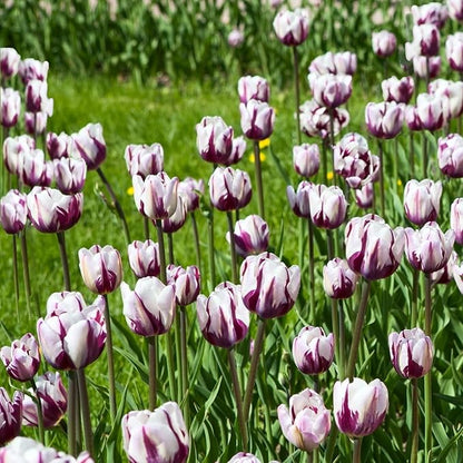 Blueberry Ripple Tulip Flowers -10 Bulbs - Vibrant Purple & White Perennial Blooms | Dramatic Spring Rembrandt Tulips for Garden & Cut Flowers | Pollinator Friendly | USDA Zones 3–8
