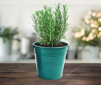 BUZZY Seeds Holiday Rosemary Grow Kit – Indoor Herb Garden Starter Pail with Non-GMO Seeds, Growing Medium, and Easy Instructions – DIY Christmas Gardening Gift, Stocking Stuffer