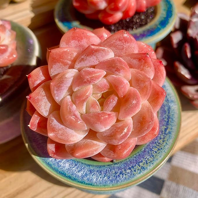 FWPP Live Succulents Plants Echeveria Ruby 2.5 inches,Rare red Succulents Bare Root Without Pot Soil, Live Plants Indoor Office Decoration Wedding and Gift