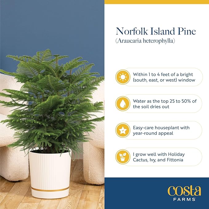 Costa Farms Live Christmas Tree, Medium Norfolk Island Pine in Merry Christmas Wreath Ceramic Plant Pot, Christmas Ornaments, Tabletop Christmas Gift, Holiday, Christmas Room Decor, 18-20 Inches Tall
