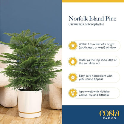 Costa Farms Live Christmas Tree, Medium Norfolk Island Pine in Merry Christmas Wreath Ceramic Plant Pot, Christmas Ornaments, Tabletop Christmas Gift, Holiday, Christmas Room Decor, 18-20 Inches Tall