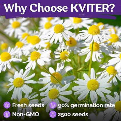 KVITER 2,500 German Chamomile Seeds for Planting (Matricaria Chamomilla/Recutita) – Heirloom & Non-Gmo Medicinal Herb Seeds, Flowers for Remedies & Chamomile Tea Organic – Indoors/Outdoors Herb Garden