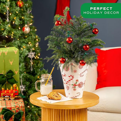 Costa Farms Live Christmas Tree, 18 to 20-Inches Tall, Decorated with Christmas Gift Wrap, Ornaments and Tree-Topper, Fresh From Our Farm