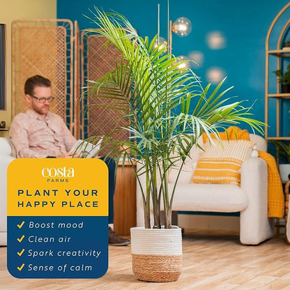 Costa Farms Majesty Palm Live Plant, Indoor and Outdoor Live Palm Tree, Potted in Premium Decor Planter, Tropical Patio, Balcony, Home Decor, Perfect House Plant Gift for Housewarming, 3-4 Feet Tall