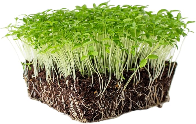 Parsley Herb Garden Seeds - Dark Green Italian Flat-Leaf - 1 Oz - Non-GMO, Heirloom Herbal Gardening & Microgreens Seed