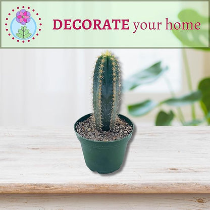 BubbleBlooms Blue Columnar Cactus, Pilosocereus pachycladus Cacti, Column Blue Torch, in a 4 inch Pot