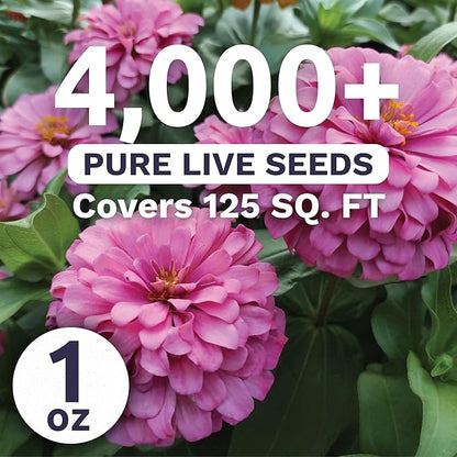 Zinnia Luminosa - Large 1 Ounce Packet - 4,000 Flower Seeds for Planting - Zinnia elegans