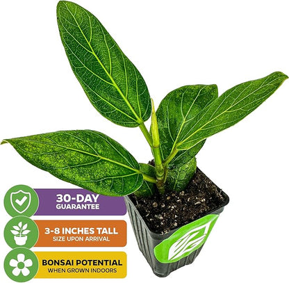Audrey Fig (Banyan Tree) Live Plant - Ficus benghalensis by Wellspring Gardens - Easy-Care Ornamental Beauty, Perfect Sacred Starter Plant for Your Home & Garden Elegance