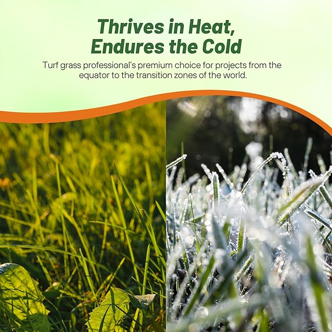 Outsidepride Yukon Bermuda Grass Seed - 2 lbs Cold & High Traffic Tolerant, Premium Hybrid Bermuda Turf Grass Seeds for Lawn, Ideal Low Maintenance Seed Grass for Colder & Challenging Area