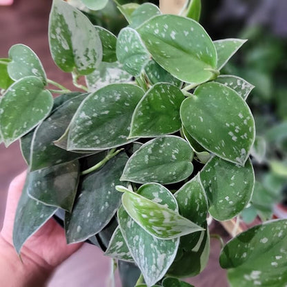 Gardenera Scindapsus Sterling Potting Mix - Promote Strong Roots and Captivating Foliage with Our Premium Blend - 4 Quart