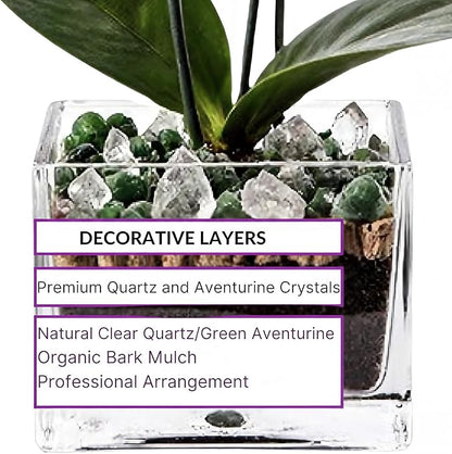 Premium White Phalaenopsis Orchid Plant - Live Double Stem with Clear Quartz and Green Aventurine Crystal - Indoor Flowering Houseplant Gift - Perfect for Birthday Anniversary