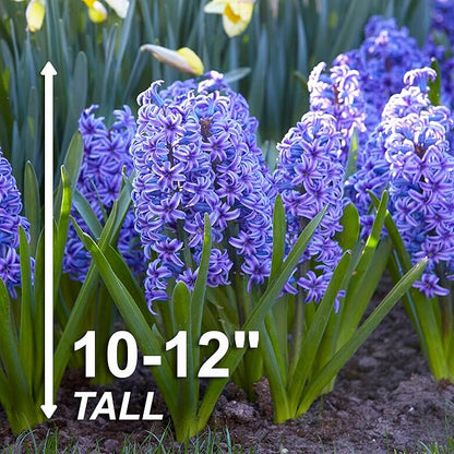Garden State Bulb Blue Jacket Hyacinth Flower Bulbs, 15/16cm, Fall Planting (Bag of 100)