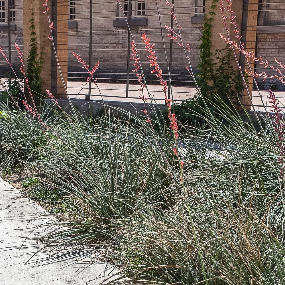 Live Succulents Plants Live Red Yucca Plant, Outdoor Plants Live Yucca Plants, Outdoor Yucca Plants Live Plants, Succulent Plants Live Outdoor Plants, Succulents Live Accent Plant by Plants for Pets