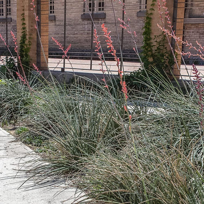 Live Succulents Plants Live Red Yucca Plant, Outdoor Plants Live Yucca Plants, Outdoor Yucca Plants Live Plants, Succulent Plants Live Outdoor Plants, Succulents Live Accent Plant by Plants for Pets