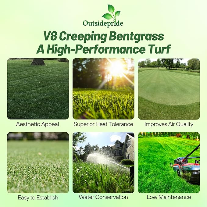 Outsidepride V8 Creeping Bentgrass Seed - 1 lb Fine-Bladed, Premium Quality Turf, Grass Seeds for Smooth Surface, & High-Traffic Areas, Ideal Grass for Golf Courses Putting Greens, & Fairways