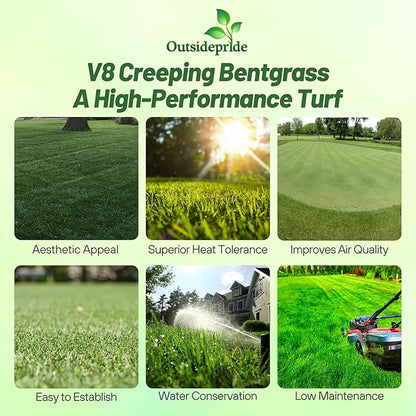 Outsidepride V8 Creeping Bentgrass Seed - 1 lb Fine-Bladed, Premium Quality Turf, Grass Seeds for Smooth Surface, & High-Traffic Areas, Ideal Grass for Golf Courses Putting Greens, & Fairways