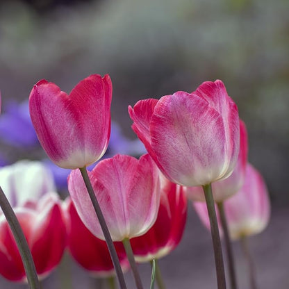 Showgirl Pink Tulip Bulbs – Gardener’s Favorite Spring Flowers | 10 Premium Perennial Bulbs for Vibrant Pink Blooms | Easy to Grow | Attracts Bees & Butterflies | Zones 3–8 | Great Gift (10 Bulbs)