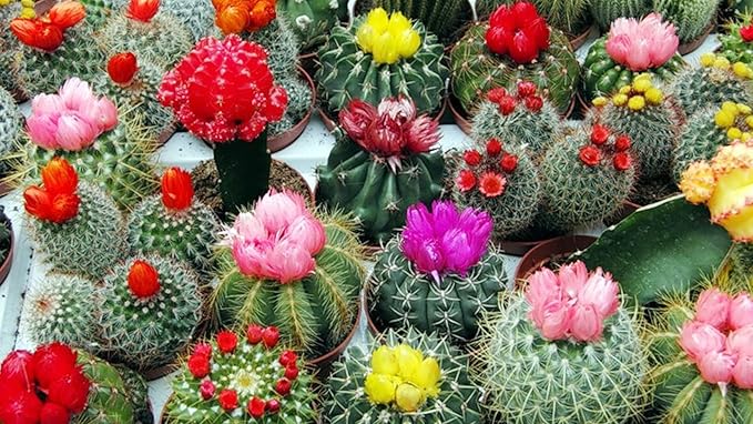 Cactus Exotic Mix Seeds – Unique & Colorful Cacti Varieties | Perennial | Drought-Tolerant & Easy to Grow | Indoor & Outdoor