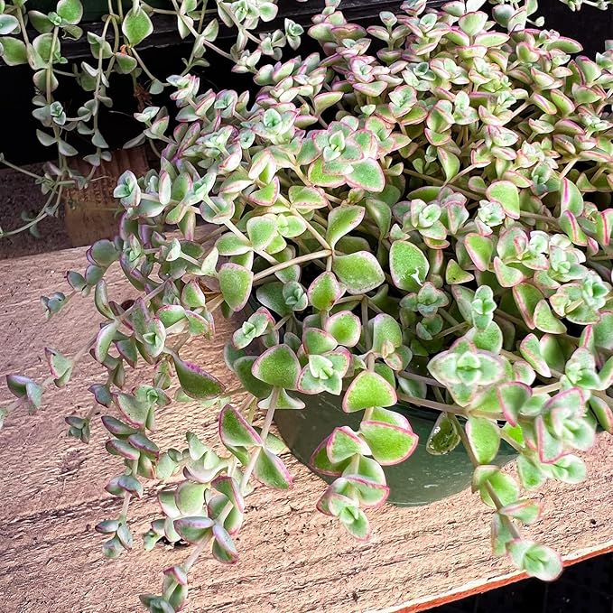 Sprout N Green 4" Sedum Little Missy Variegated, Live Trailing Succulent Fully Rooted in Pots, Rare House Plant for Home Office Wedding Hanging Decoration, DIY Projects, Party Favor
