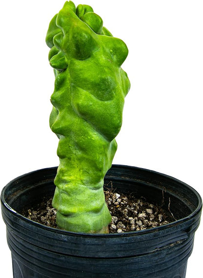 Cactus Outlet - Totem Pole Live Cactus, Cactus Plants Live, Live Plants Indoor & Outdoor Use 12-18” - Rare Large Live Cactus - Landscape Ready Large Cactus Plant Live Delivered Right to Your Door