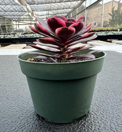 Sprout N Green Aeonium 'Superbang', Live Rare Succulent Potted 4" Planter, Real House Plant for Party Favors Home Indoor Outdoor Garden Wedding Decoration DIY Projects