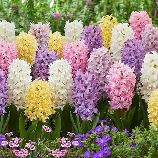 Garden State Bulb Pastel Mix Hyacinth Flower Bulbs, 15/16cm, Fall Planting (Bag of 25)