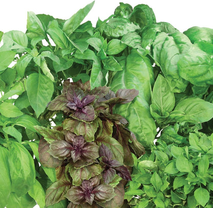 AeroGarden International Basil Seed Pod Kit (12-pod)
