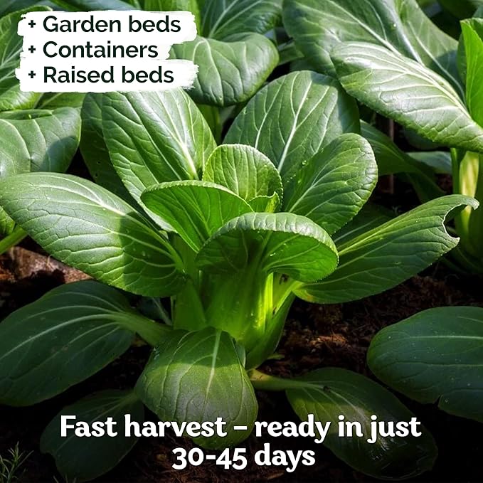 KVITER 1,200 Baby Bok Choy Seeds for Planting (Brassica rapa subsp. chinensis) – Heirloom Extra Dwarf Pak Choi, White Stem Chinese Variety – Organic Cabbage Seeds to Plant in Vegetable Garden