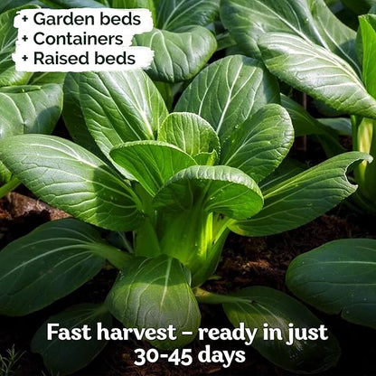 KVITER 1,200 Baby Bok Choy Seeds for Planting (Brassica rapa subsp. chinensis) – Heirloom Extra Dwarf Pak Choi, White Stem Chinese Variety – Organic Cabbage Seeds to Plant in Vegetable Garden