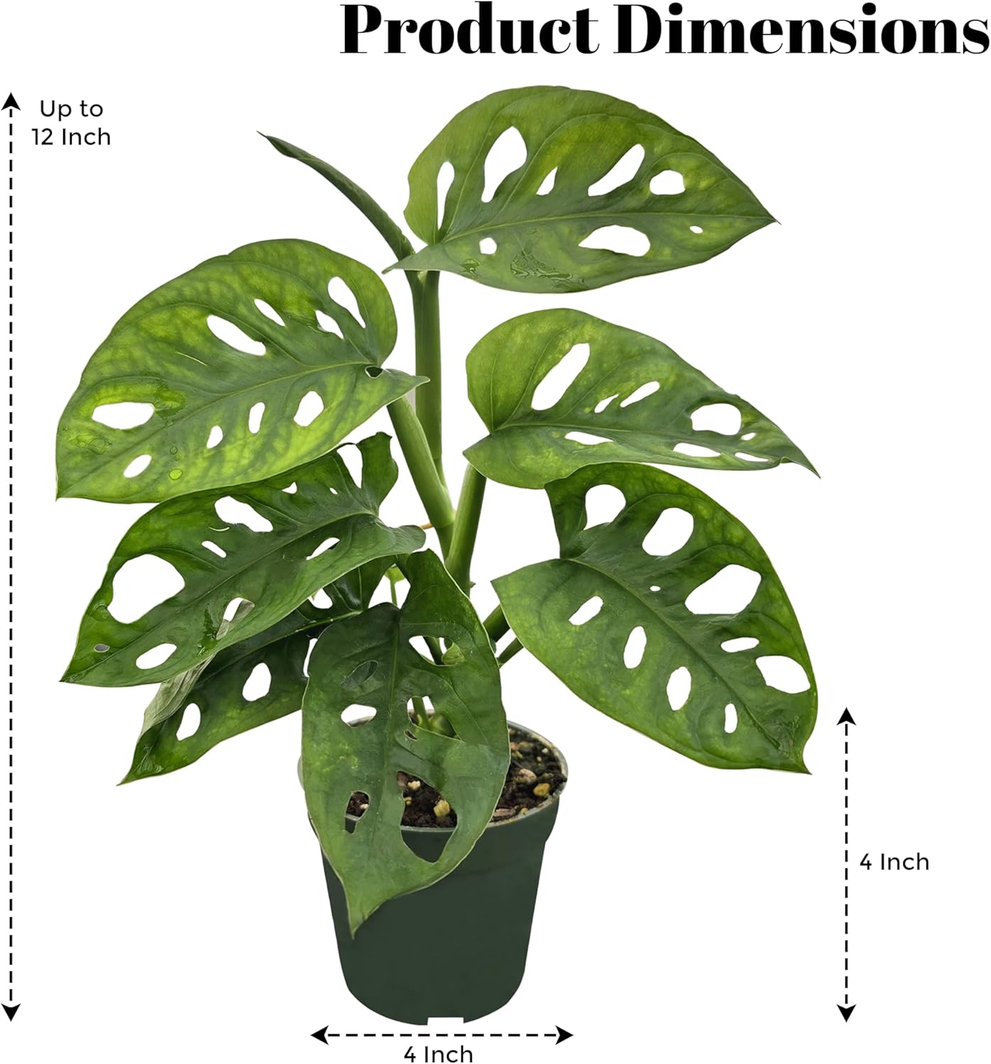 Bumble Plants Monstera Adansonii Real Indoor Plants Live Houseplants [Winter Thermal Packaging Included] | Air Purifier Indoor Plants | Real Plants Decor for Living Room, Office, Desk & Bathroom