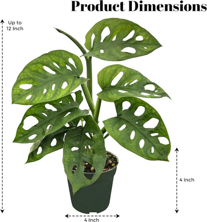 Bumble Plants Monstera Adansonii Real Indoor Plants Live Houseplants [Winter Thermal Packaging Included] | Air Purifier Indoor Plants | Real Plants Decor for Living Room, Office, Desk & Bathroom