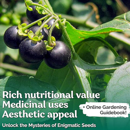 KVITER 50 Black Nightshade Hierba Mora Seeds (Solanum Nigrum) - Nightshade Seed, Heirloom Seed Non GMO Organic - Ideal for Herb Garden, Borders or Edges