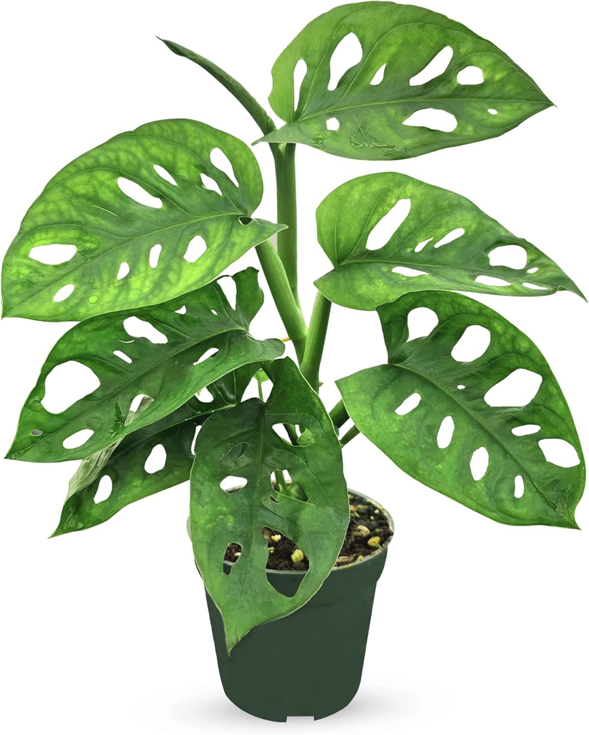 Bumble Plants Monstera Adansonii Real Indoor Plants Live Houseplants [Winter Thermal Packaging Included] | Air Purifier Indoor Plants | Real Plants Decor for Living Room, Office, Desk & Bathroom