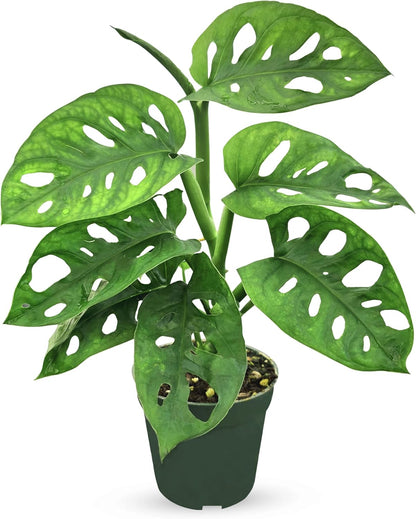 Bumble Plants Monstera Adansonii Real Indoor Plants Live Houseplants [Winter Thermal Packaging Included] | Air Purifier Indoor Plants | Real Plants Decor for Living Room, Office, Desk & Bathroom