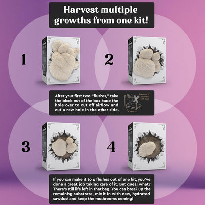 Lion's Mane Mushroom Grow Kit | USDA Certified Organic | Grow Your Own Delicious Gourmet Mushrooms at Home