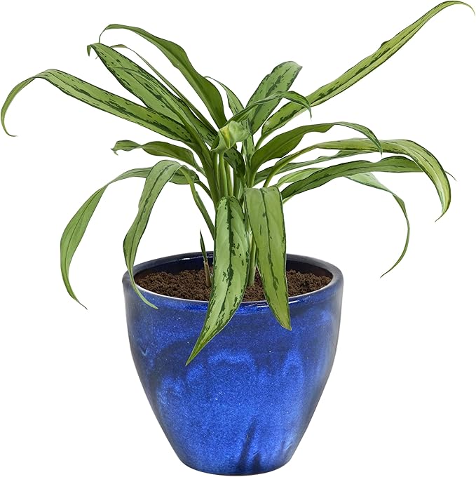 Sunnydaze Large Ceramic Plant Pot - Round Outdoor Glazed Ceramic Planter Pot with Drainage - Resort - Imperial Blue - 13.5"