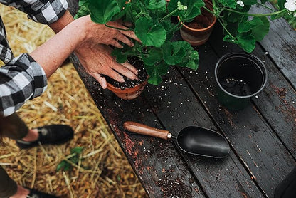 Barebones Garden Scoop - Garden Spoon - Stainless Steel Small Hand Shovel for Transplanting, Digging, and Planting - Great Home Gardening Hand Tools (Walnut/Black)