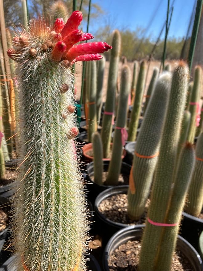 Cactus Outlet - Cactus Plants Live, Live Plants Outdoor & IndoorUse, Live Cactus, Silver Torch